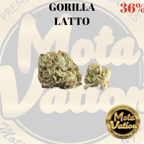 Mota-Vation - GORILLA LATTO🔥🔥🔥🔥🔥🔥  (Indica) 36% (2 for $50) ***Super Sale***