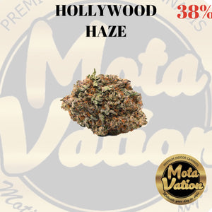 Mota-Vation - HOLLYWOOD HAZE🔥🔥🔥🔥🔥🔥🔥🔥  (Hybrid) 38% ***SUPER SALE***