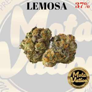 Mota-Vation - LEMOSA  🔥🔥🔥🔥🔥🔥🔥🔥  (Sativa) 37%