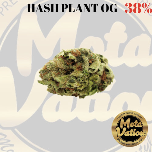 Mota-Vation - HASH PLANT OG 38% 🔥🔥🔥🔥🔥🔥🔥 (Indica)
