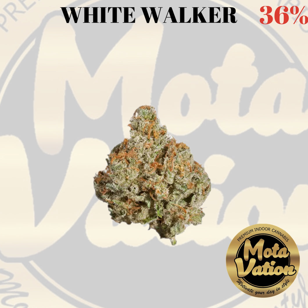 Mota-Vation - WHITE WALKER🔥🔥🔥🔥🔥🔥  (Indica) 36% (2 for $60) ***Super Sale***