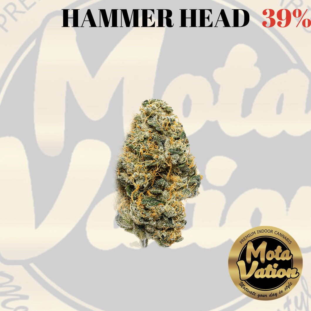 Mota-Vation - HAMMERHEAD 🔥🔥🔥🔥🔥🔥🔥🔥  (Indica) 39%