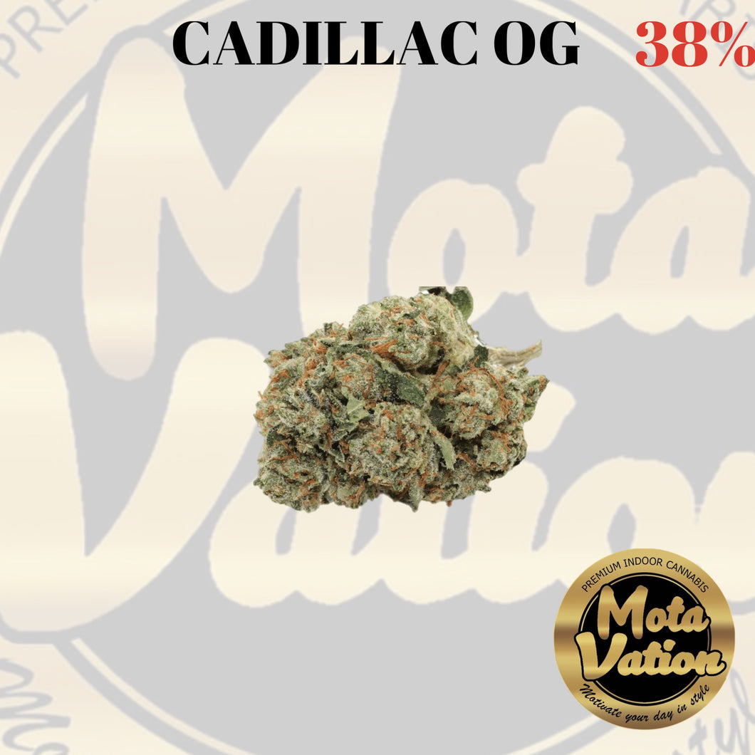 Mota-Vation CADILLAC OG 38% 🔥🔥🔥🔥🔥🔥🔥 (Indica)