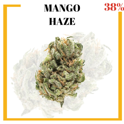 Mota-Vation - MANGO HAZE🔥🔥🔥🔥🔥🔥🔥🔥  (Sativa ) 38%.  ***** SUPER SALE***** (2 for $70)
