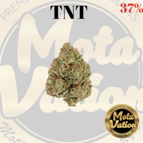 Mota-Vation- TNT 🔥🔥🔥🔥🔥🔥🔥🔥🔥 (Indica) 37%