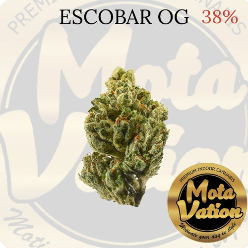 Mota-Vation Escobar OG 🔥🔥🔥🔥🔥🔥🔥🔥🔥 (Indica) 38%