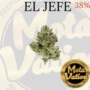 Mota-Vation EL JEFE 38% 🔥🔥🔥🔥🔥🔥🔥 (Indica)